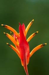 False Bird-Of-Paradise Flower (Heliconia psittacorum), Nadi, Viti Levu, Fiji | Obraz na stenu