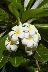 Frangipani flowers (Plumeria), Nadi, Viti Levu, Fiji | Obraz na stenu