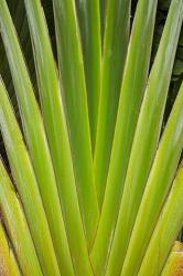 Palm frond pattern, Fiji | Obraz na stenu