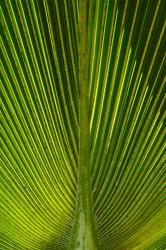 Palm frond, Nadi, Viti Levu, Fiji | Obraz na stenu