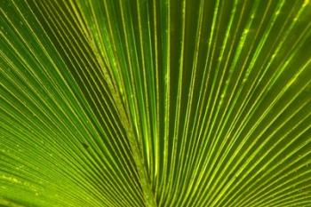 Palm frond, Fiji | Obraz na stenu