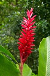 Red Ginger Flower (Alpinia purpurata), Fiji | Obraz na stenu