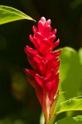 Red Ginger Flower (Alpinia purpurata), Nadi, Viti Levu, Fiji | Obraz na stenu