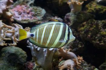 Sailfin tang fish, Kula Eco Park, Viti Levu, Fiji | Obraz na stenu