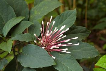 Tropical flower, Coral Coast, Viti Levu, Fiji | Obraz na stenu