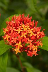 Tropical flower, Fiji | Obraz na stenu