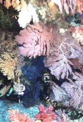 Diver Peers Out From Crevice, Flanked by Brilliant Sea Fans and Soft Corals, Fiji, Oceania | Obraz na stenu