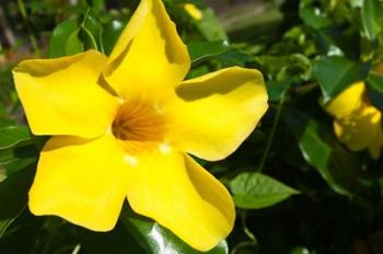 Fiji, Viti Levu Island Flower | Obraz na stenu