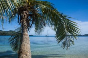 Palm tree over clear waters around Nanuya Lailai Island, Blue Lagoon, Yasawa, Fiji, South Pacific | Obraz na stenu