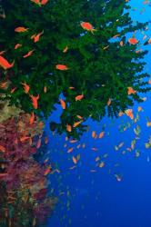 Fairy Basslet fish and Green Coral, Viti Levu, Fiji | Obraz na stenu