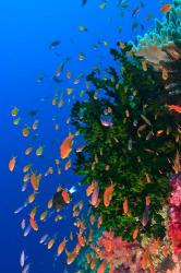 Coral and Fairy Basslet fish, Viti Levu, Fiji | Obraz na stenu