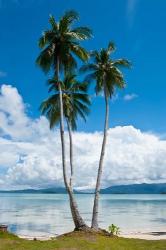 Lonely Palm Tree In The Marovo Lagoon, Solomon Islands | Obraz na stenu