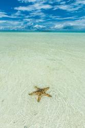 Sea Star In The Sand On The Rock Islands, Palau | Obraz na stenu