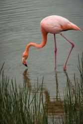 Greater Flamingo, Punta Moreno Isabela Island Galapagos Islands, Ecuador | Obraz na stenu