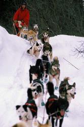 Dog Sled Racing in the 1991 Iditarod Sled Race, Alaska, USA | Obraz na stenu