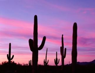 Arizona, Saguaro Cacti Silhouetted By Sunset, Ajo Mountain Loop | Obraz na stenu