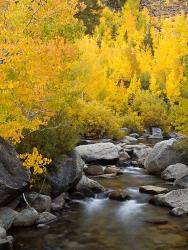 California, Eastern Sierra Bishop Creek During Autumn | Obraz na stenu