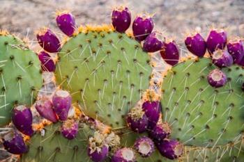 California Prickly Pear Cactus | Obraz na stenu