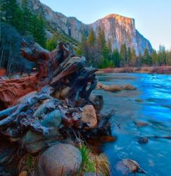 Tree roots in Merced River in the Yosemite Valley | Obraz na stenu