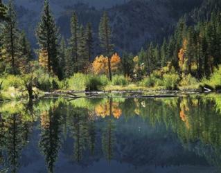 Autumn Colors Of Aspen Trees Reflecting In A Beaver Pond | Obraz na stenu