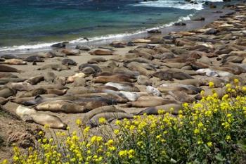 Northern Elephant Seals Sun Bathing In Cali | Obraz na stenu