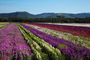 Santa Barbara Flower Fields, California | Obraz na stenu