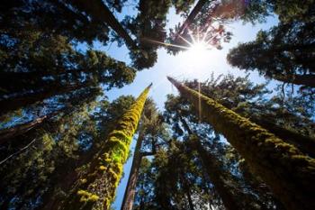 Upward View Of Trees In The Redwood National Park, California | Obraz na stenu