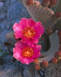 Cactus Flowers In Spring | Obraz na stenu