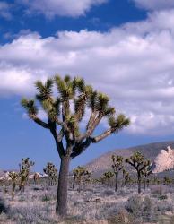 California, Joshua Tree NP, Near Hidden Valley | Obraz na stenu