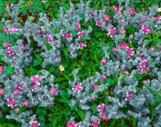 Wildflowers Near The Redwood NP | Obraz na stenu