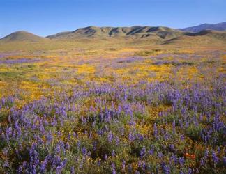 Wildflowers Bloom Beneath The Caliente Range, California | Obraz na stenu