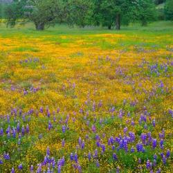 Lupine And Goldfields At Shell Creek Valley, California | Obraz na stenu