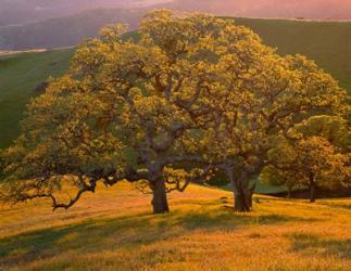 Sunset Soaked Oak Trees, California | Obraz na stenu