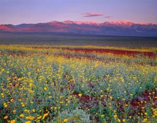 Desert Sunflower Landscape, Death Valley NP, California | Obraz na stenu