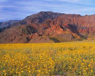 Black Mountains And Desert Sunflowers, Death Valley NP, California | Obraz na stenu