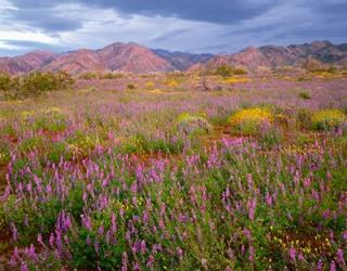 Cottonwood Mountain Landscape, Joshua Tree NP, California | Obraz na stenu