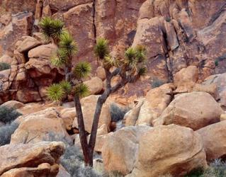 Lone Joshua Trees Growing In Boulders, Hidden Valley, California | Obraz na stenu