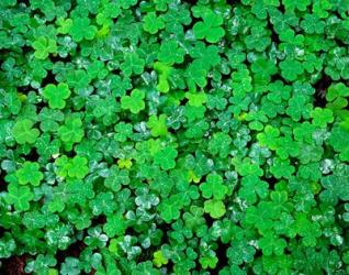 Spring Growth Of Wood Sorrel After Rain | Obraz na stenu