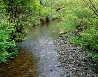 Prairie Creek, California | Obraz na stenu