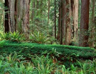 Prairie Creek Redwoods State Park, California | Obraz na stenu