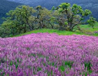 Lupine Meadow In The Spring Among Oak Trees | Obraz na stenu