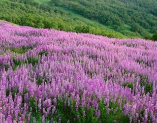 Lupine Meadow Landscape, Readwood Np, California | Obraz na stenu