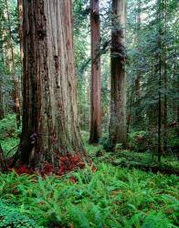 Prairie Creek Redwoods Sp, California | Obraz na stenu