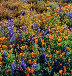 Douglas Lupine And California Poppy In Carrizo Plain National Monument | Obraz na stenu