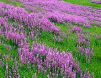 Spring Lupine Meadow In The Bald Hills, California | Obraz na stenu