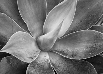 California, Del Mar Succulents (BW) | Obraz na stenu