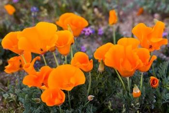 Golden California Poppies In Antelope Valley | Obraz na stenu