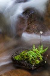 Flowering Fern With A Rushing Stream | Obraz na stenu