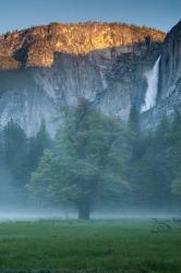 Misty Yosemite Oak | Obraz na stenu