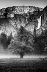 Misty Californian Oak (BW) | Obraz na stenu